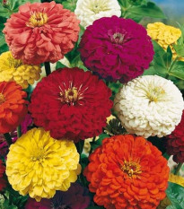 Cínia pôvabná obrovská - Zinnia elegans - predaj semien - 50 ks