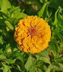 Cínia pôvabná žltá - Zinnia elegans - predaj semien - 50 ks