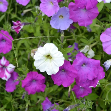 Petúnia veľkokvetá nízka - Petunia hybrida nana - predaj semien - 0,1 g