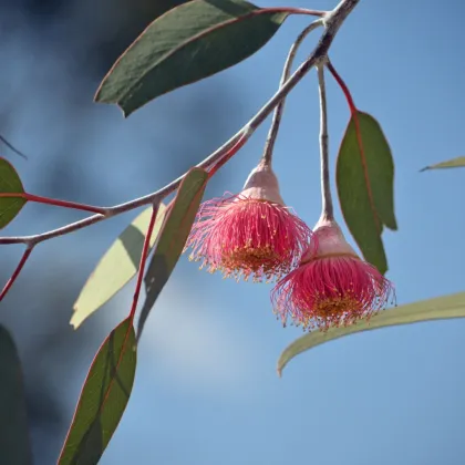 Eukalyptus caesia Magna - Blahovičník - Eucalyptus caesia - predaj semien - 10 ks