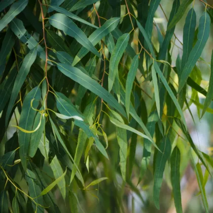 Eukalyptus vajcovitolistý - Blahovičník - Eucalyptus ovata - predaj semien - 10 ks