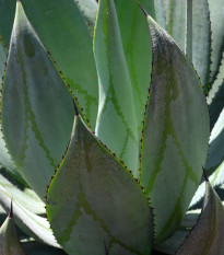 Agáve - Agave marmorata - semiačka - 10 ks