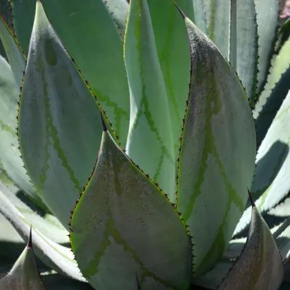 Agáve - Agave marmorata - semiačka - 10 ks