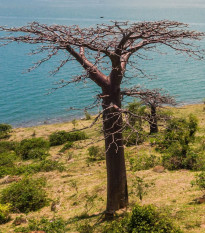 Fľaškový strom - Adansonia suarezensis - semená - 2 ks