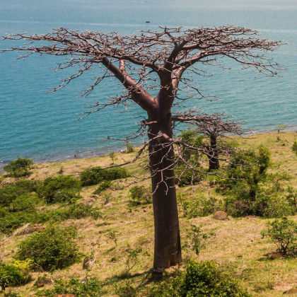 Fľaškový strom - Adansonia suarezensis - semená - 2 ks