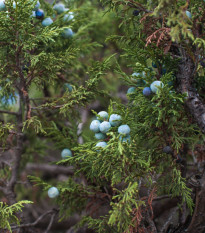 Jalovec osteosperma - Juniperus osteosperma - semiačka - 5 ks