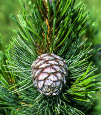 Borovica Limba - sibírsky céder - Pinus cembra sibirica - semená borovice - 7 ks