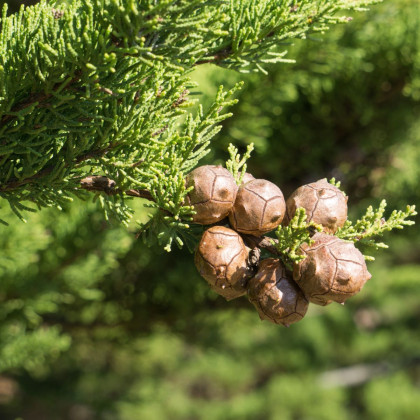 Cyprus pravý - Cupressus sempervirens - semená - 7 ks