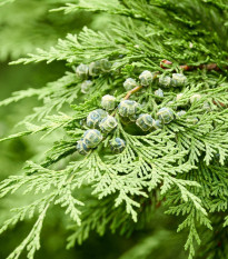 Cypruštek Lawsonov - Chamaecyparis lawsoniana - semená - 10 ks