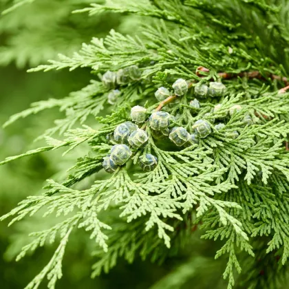 Cypruštek Lawsonov - Chamaecyparis lawsoniana - semená - 10 ks