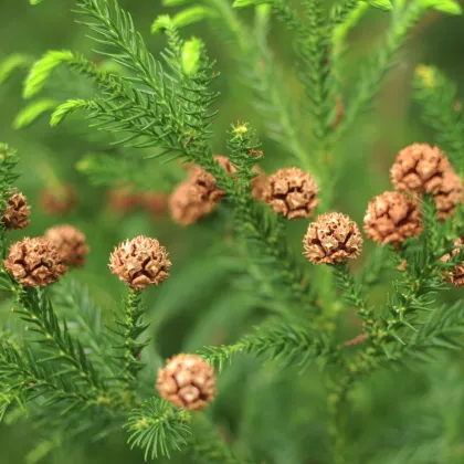 Kriptoméria japonská - Cryptomeria japonica - semiačka - 4 ks