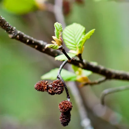 Jelša sivá - Alnus Incan - semiačka - 8 ks