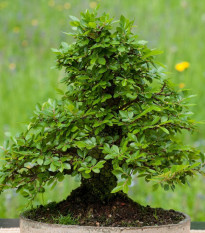 Brest čínsky - Ulmus parvifolia - semienka bresta - 10 ks