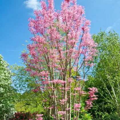 Cesnakovník čínsky - Toona sinensis - semiačka - 7 ks