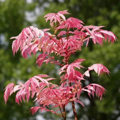 cesnakovnick, cinsky, toona, sinensis, predaj, pestovanie