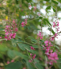 Indigovník farbiarsky - Indigofera tinctoria - semiačka - 7 ks