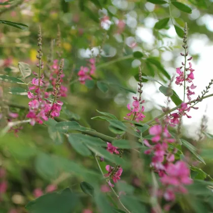 Indigovník farbiarsky - Indigofera tinctoria - semiačka - 7 ks