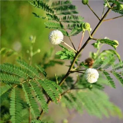 Divá mimóza - Leucaena leucocephala - semiačka - 7 ks