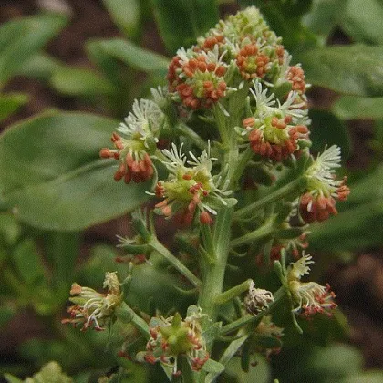 Rezeda voňavá veľkokvetá - Reseda odorata - predaj semien - 350 ks