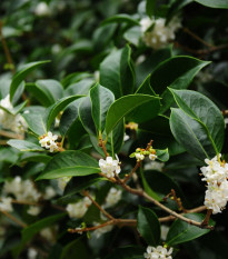 Olivovník libovonný - Osmanthus fragrans - semiačka - 5 ks