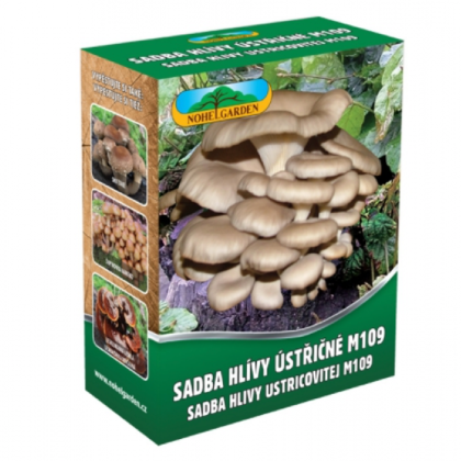 Hliva ustricová - Pleurotus ostreatus - sadivo - predaj - 250 ml