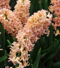 Hyacint Odyseus - Hyacinthus - predaj cibuľovín - 1 ks