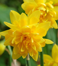 Narcis Tete Deluxe - Narcissus - predaj cibuľovín - 3 ks