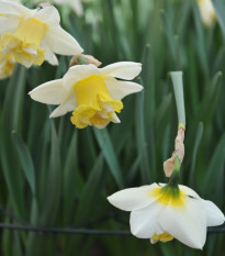 Narcis Popeye - Narcissus - predaj cibuľovín - 3 ks