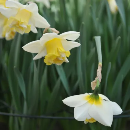 Narcis Popeye - Narcissus - predaj cibuľovín - 3 ks