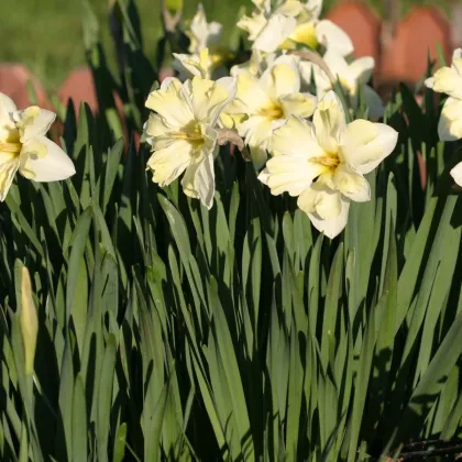 Narcis Cassata - Narcissus - predaj cibuľovín - 3 ks