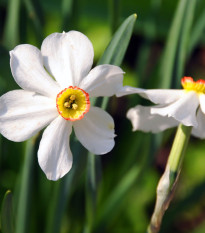 Narcis Dreamlight - Narcissus - predaj cibuľovín - 3 ks