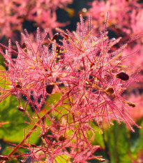 Škumpa vlasatá - Cotinus coggygria - semiačka - 7 ks