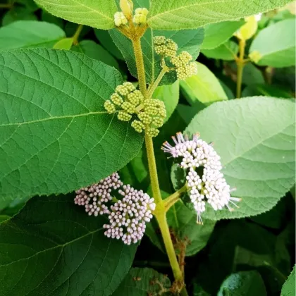 Krásnoplodka - Callicarpa acuminata - predaj semien - 8 ks