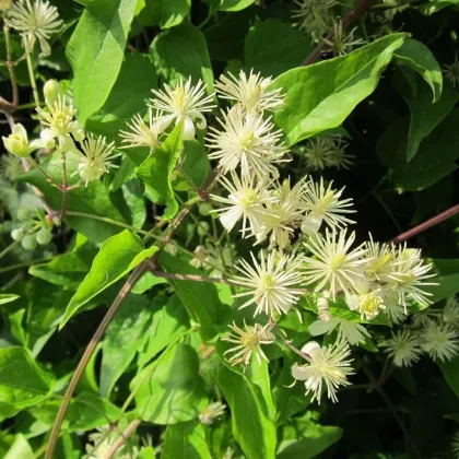 Plamienok plotný - Clematis vitalba - predaj semien - 12 ks