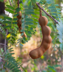 Tamarind indický - Tamarindus indica -semiačka - 5 ks