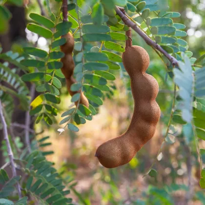 Tamarind indický - Tamarindus indica -semiačka - 5 ks