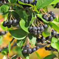 Arónia - Čierny jastrab - Aronia melanocarpa - semiačka - 7 ks