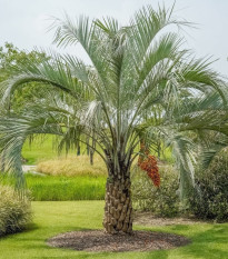 Palma Southern Jelly - Butia odorata - prodej semen palmy - 2 ks