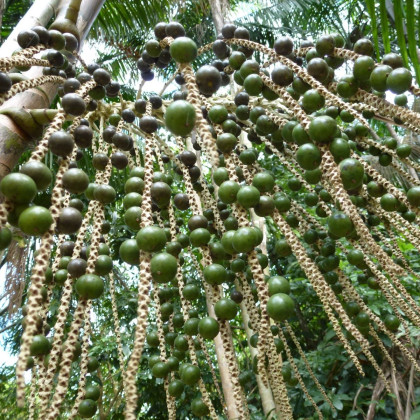 Palma Akaí - Acai - Euterpe oleracea - semiačka - 2 ks
