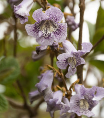 Paulovnia catalpifolia - Paulownia - semená - 15 ks