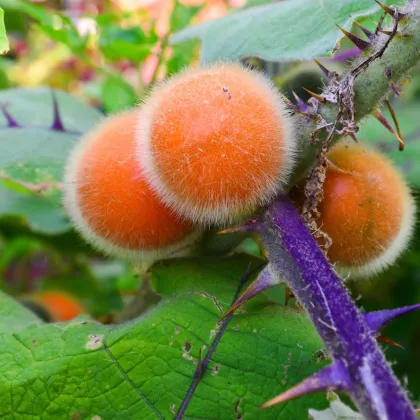 Narančíla - chlpatý pomaranč - Solanum quitoense - semiačka - 5 ks