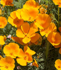 Slncovka kalifornská oranžová - Eschscholzia californica - predaj semien - 200 ks