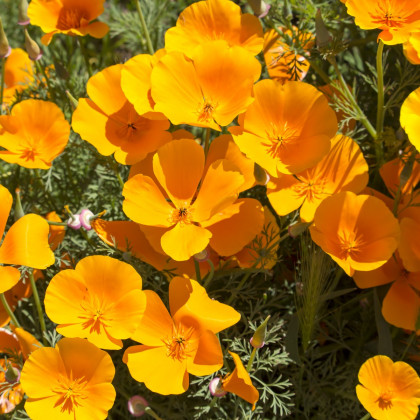 Slncovka kalifornská oranžová - Eschscholzia californica - semiačka - 450 ks