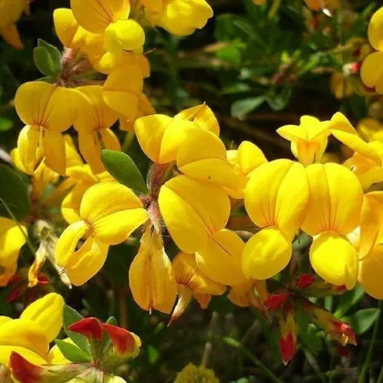 Ľadenec rožkatý - Lotus corniculatus - semiačka - 100 ks