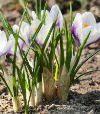 Krókus Blue Bird - Crocus chryzanthus - predaj cibuľovín - 3 ks