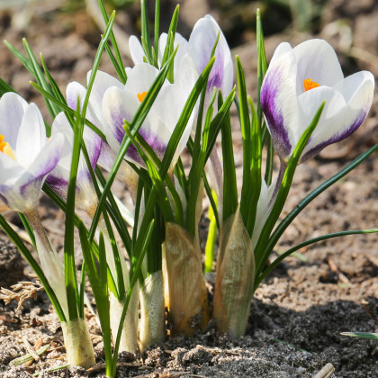 Krókus Blue Bird - Crocus chryzanthus - predaj cibuľovín - 3 ks