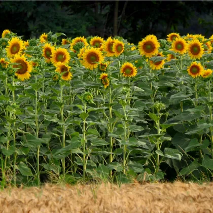 Slnečnica King Kong - Helianthus annuus - predaj semien - 6 ks