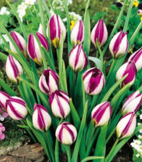 Tulipán Persian Pearl - Tulipa humilis - predaj cibuľovín - 3 ks