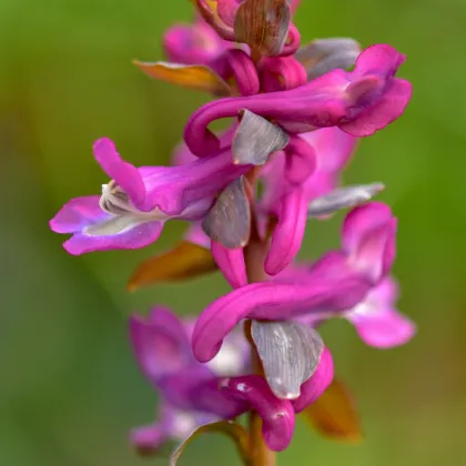 Chochlačka dutá - Corydalis cava - predaj cibuľovín - 3 ks