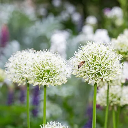 Cesnak White Giant - Allium - predaj cibuľovín - 1 ks